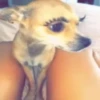 Dogs 🐶 10