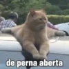 😻 Esse gatinho vc ainda ñ tem 25