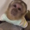 🐒 aquela do macaquinho 14