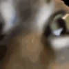 Cats? 6