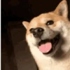 Animal Shiba Cute 6