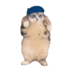 Virales TikTok 🐾🐱 7