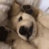Funny dogs🐕🐶 8