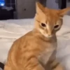 😽GATITOS CURA DEPRESIÓN😽 14