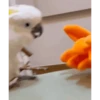 ZEZÉ CACATUA 💛 14