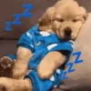 Funny dogs🐕🐶 10