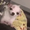 Funny dogs🐕🐶 11