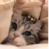 🧿😻Gatitos buena vibra😻🧿 18