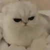 🤍 Еще котята 🤍 11