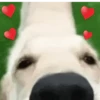 Funny dogs🐕🐶 9