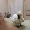ZEZÉ CACATUA 💛 12