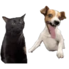Virales TikTok 🐾🐱 13