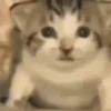 🤍 Еще котята 🤍 5