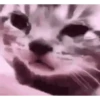 Animated animals 12