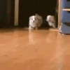 Animales Divertidos🐒🐤🦁 Mov🐽 15