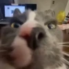🧿😻Gatitos buena vibra😻🧿 15
