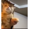 Más gatos🐈 12