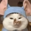 🧿😻Gatitos buena vibra😻🧿 7