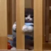 Cats 🐱 16