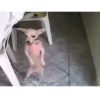Reações animadas 😜 14