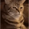 Reações de animais de estimação 8
