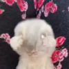 Cats 🐱 10