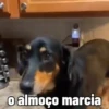 🐶 Catiorríneos Fofíneos 10
