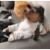 🐶 Catiorríneos Fofíneos 26