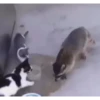 Moar gatos 🫠🫠 9