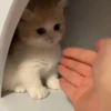 Cats 🐱 15