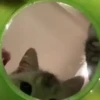 🧿😻Gatitos buena vibra😻🧿 5