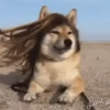 Funny dogs🐕🐶 14