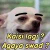 Funny Animals reactions🤣 16
