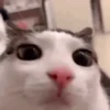 😻 Esse gatinho vc ainda ñ tem 29