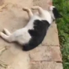 😻 Esse gatinho vc ainda ñ tem 18