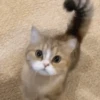 😽GATITOS CURA DEPRESIÓN😽 7