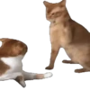 Virales TikTok 🐾🐱 10