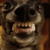 Reações de animais de estimação 11