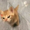 🧿😻Gatitos buena vibra😻🧿 14