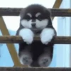 Funny dogs🐕🐶 16