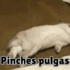 Animales Divertidos🐒🐤🦁 Mov🐽 18