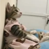 😻 Esse gatinho vc ainda ñ tem 17