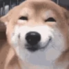 Animal Shiba Cute 10