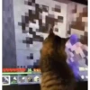 Más gatos🐈 13