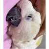 ZEZÉ CACATUA 💛 21