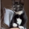 😻 Esse gatinho vc ainda ñ tem 23