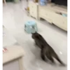 Más gatos🐈 15