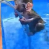 🐒 aquela do macaquinho 9