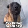 🐶 Catiorríneos Fofíneos 5