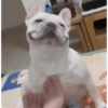 🐶 Catiorríneos Fofíneos 23